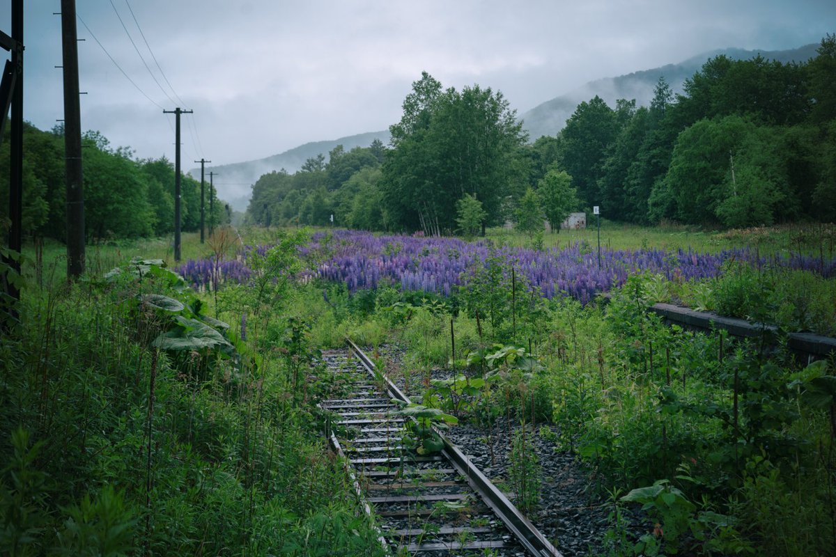 北海道の廃村にルピナスは咲き続ける Togetter