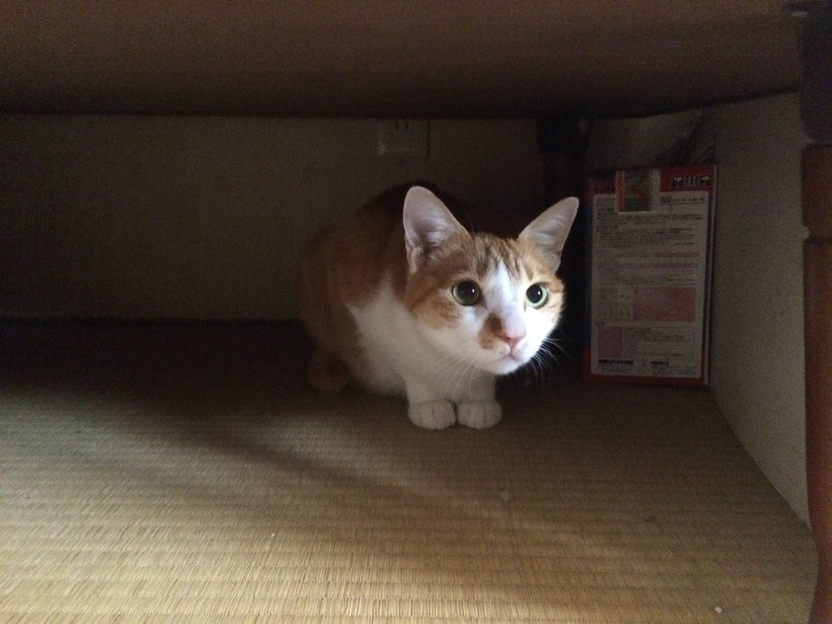 2003/03/21
気に入っていた多肉。猫を迎えたら一瞬でバラバラにされてしまった。 