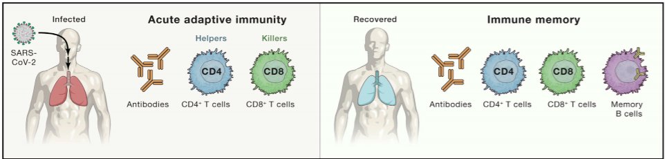 Wanted to drill down a bit more about the importance of the T-cell response to SARS-CoV-2 to give you more reassurance of enduring protection from vaccines (even against variants). Technical article here but CD4/CD8 cells have role in both acute infection  https://www.cell.com/cell/pdf/S0092-8674(21)00007-6.pdf