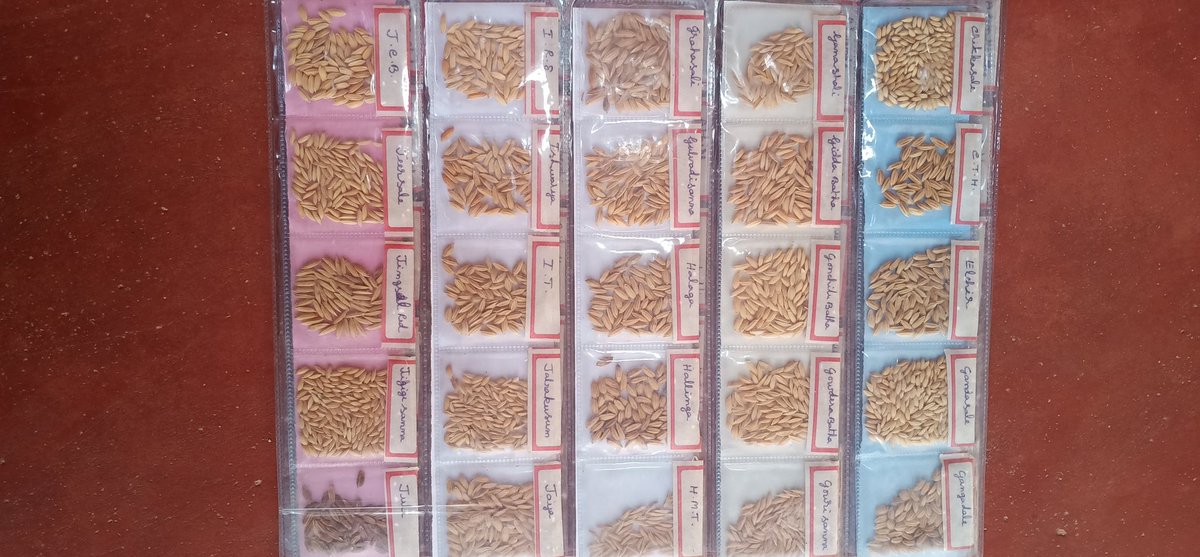 vasudev13051976's tweet photo. Here is the sample pictures of INDIAN BREED RICE VARITIES which are under endangered condition.These spices are good for https://t.co/j1QjKaihNU is a person who is taking care for these spices. He is from UJIRE  KARNATAKA PLEASE OUR TRADITIONAL RICE BREEDS https://t.co/LqZPHy6k8v