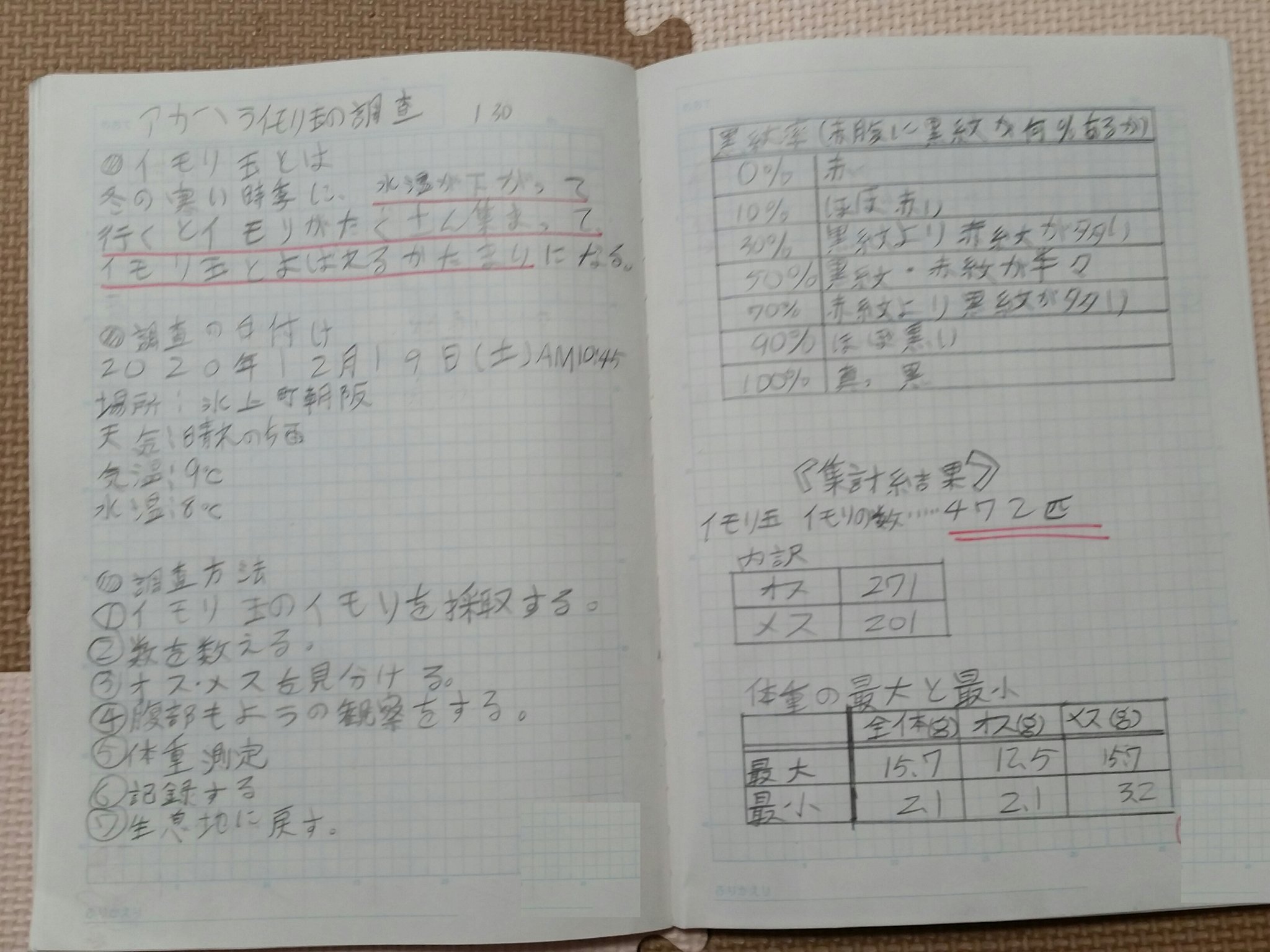 タンバッバ ガサガサ少年の自学ノート アカハライモリの調査について T Co Aqtjzwlhqj Twitter