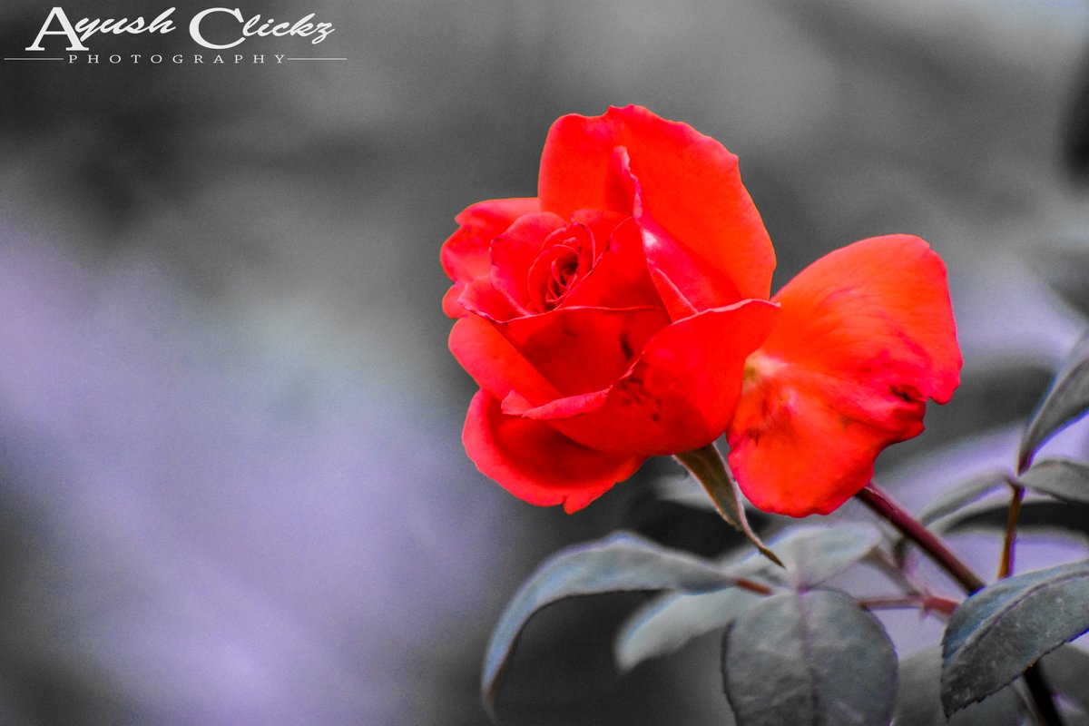 Ayush Kumar Sahu🇮🇳 (@ayushkumar_036) on Twitter photo ..🌹❤️..
#rose #flower #red #photography #NaturePhotography #Likee #follow #nikon #popularfrontday
Clicked by:- <a href="/ayushkumar_036/">Ayush Kumar Sahu🇮🇳</a> ..🌹❤️..
#rose #flower #red #photography #NaturePhotography #Likee #follow #nikon #popularfrontday
Clicked by:- <a href="/ayushkumar_036/">Ayush Kumar Sahu🇮🇳</a>