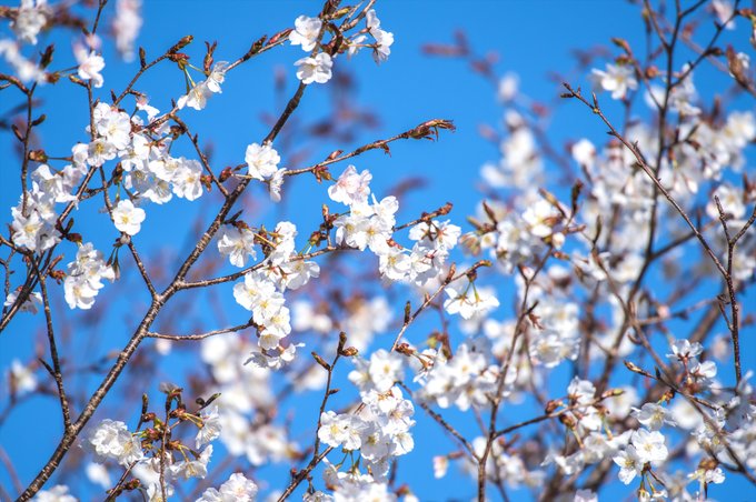 サクラはじまってきたぜ
しかし明日から雨…… 