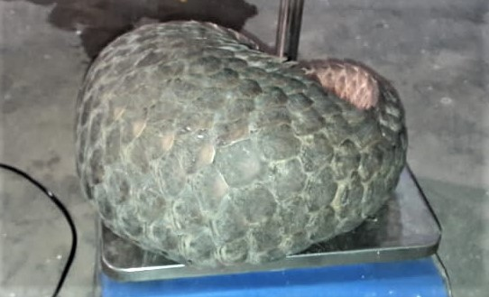 Committed to end wildlife crime!

On the intelligence of <a href="/WCCBHQ/">Wildlife Crime Control Bureau</a>, 01 live Chinese Pangolin was seized from the possession of 04 persons, during a raid, conducted by WCCB and Assam Forest Dept. jointly, near Gondhmow, Dist. Kamrup, Assam, on 18-03-2021.