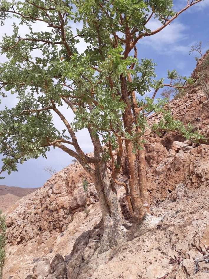AfricaFactsZone's tweet photo. Somalia produces 80% of the world's frankincense. https://t.co/7UTQJQAEpG