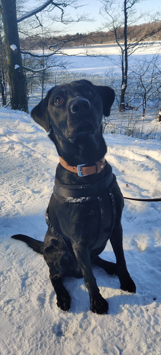 Blessing the timeline with a good boy