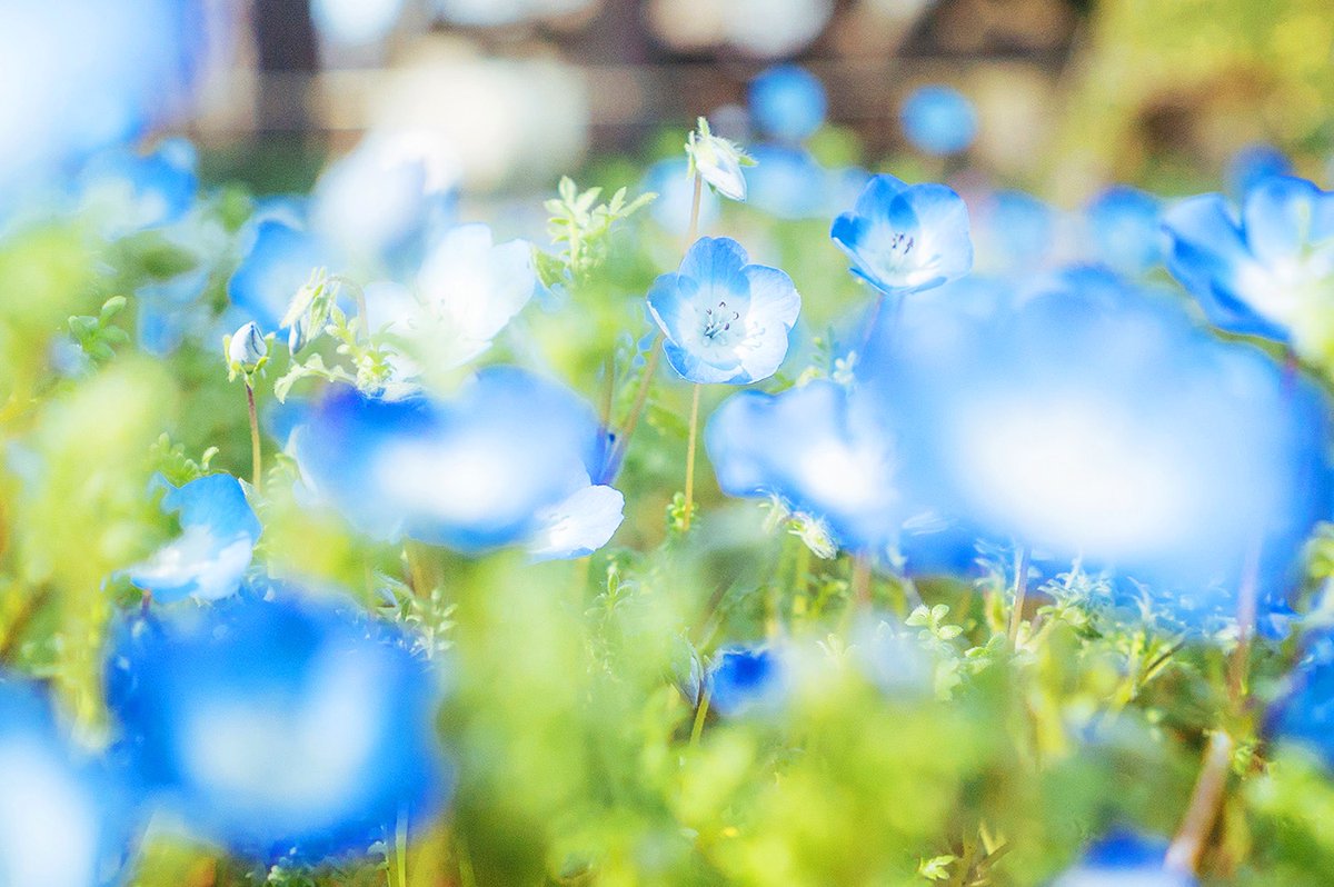 千葉格 Itaru Chiba 公園でなんとなくお花の写真を撮ろうとしたら 後方に大学生くらいの女性 ４人が現れ この 花エモくない エモいエモい 青い花ってエモいよね エモい って言っていて怖かったので 僕は逃げ出しました 僕もエモい