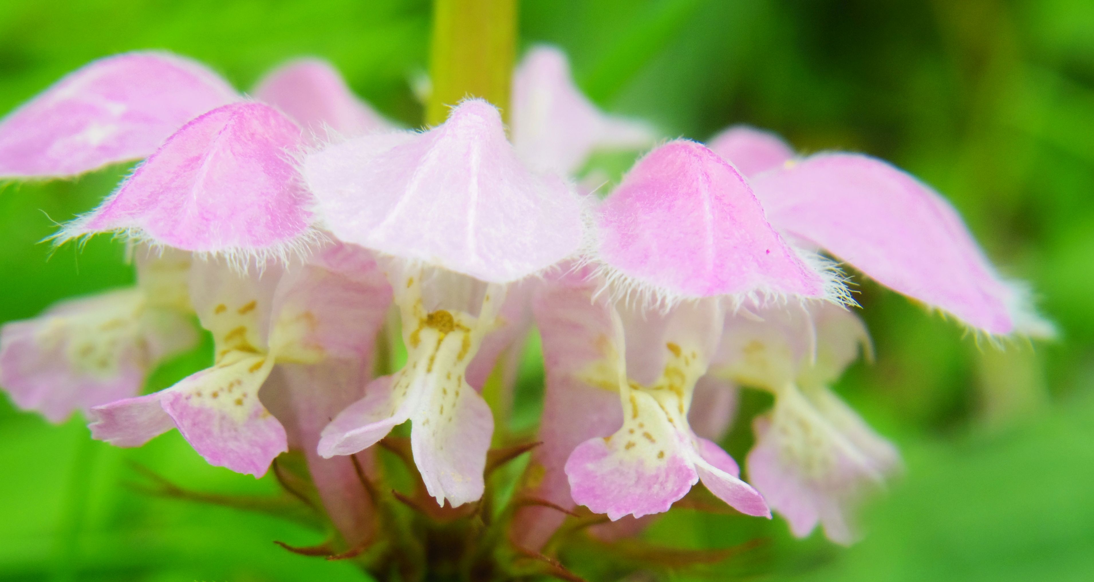 こころんグリーン 城の鼻公園の上り坂の脇にオドリコソウが咲いていました 薄いピンクの花が横並びに開いていました シソ科独特の花がたくさん咲いていました オドリコソウ 城の鼻公園 薄いピンクの花 シソ科 春の花 春 山野草 野草 園芸