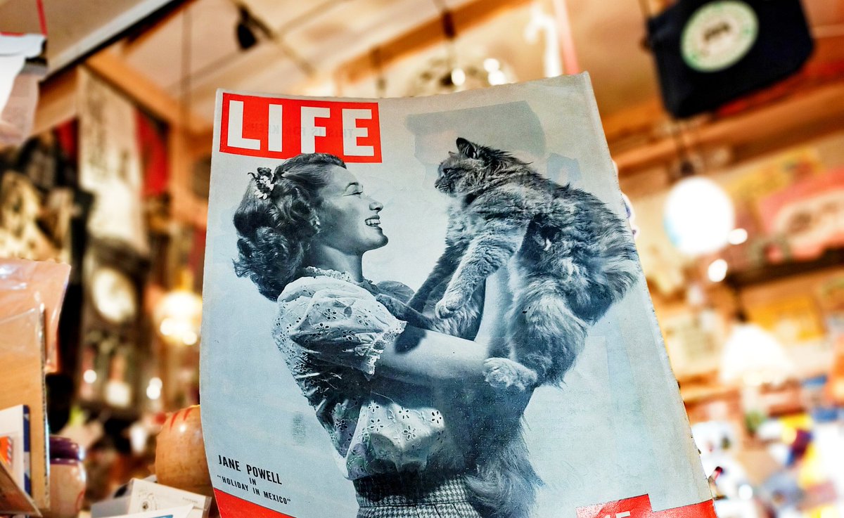 Life猫のいない人生なんて 猫のいる暮らし 猫のいる生活 猫のいる幸せ 猫好きな人と繋がりたい 猫好きさんと繫がりたい 猫 21 03 19 神楽坂ねこの郵便局というなまえのお店