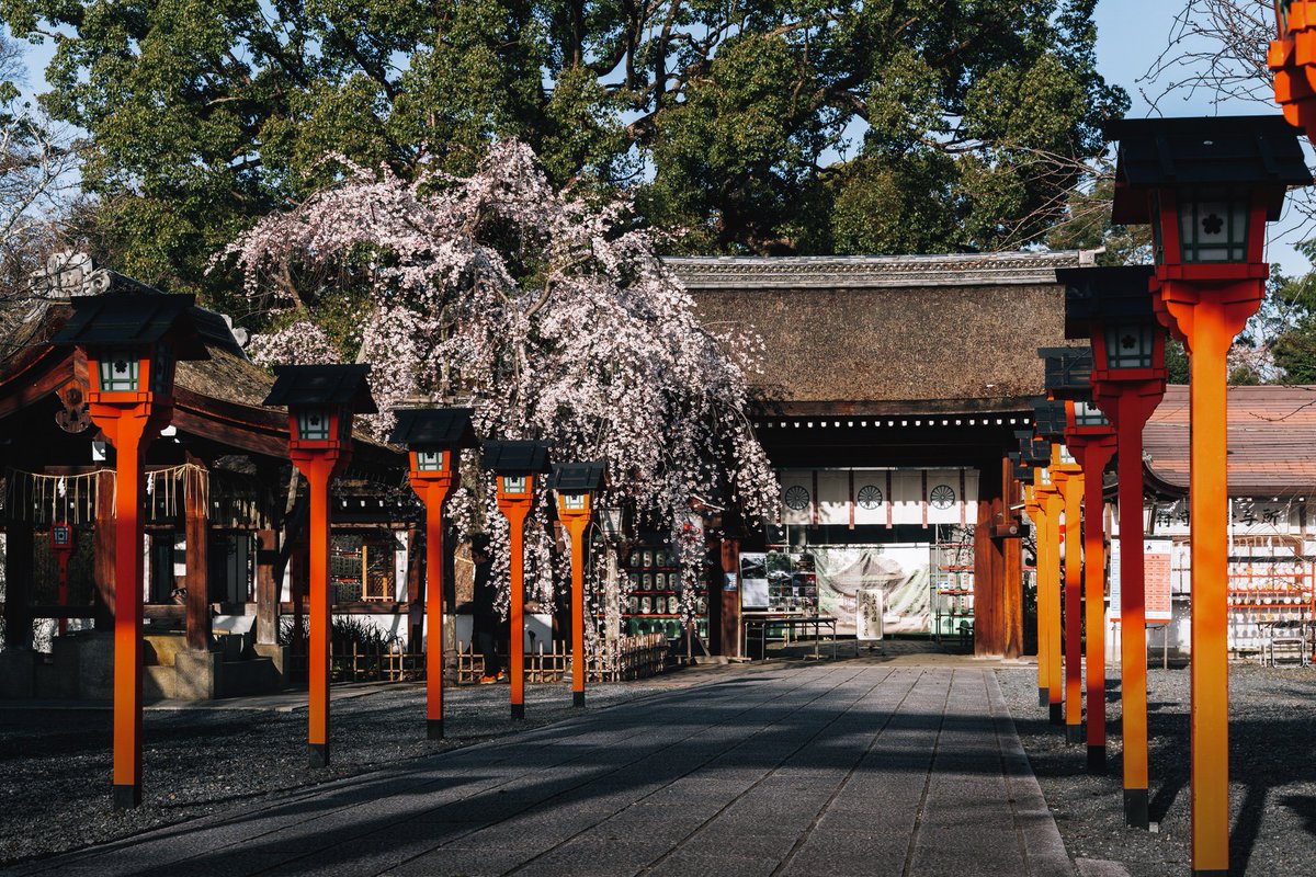 hiphotography1's tweet photo. 桜の社、平野神社。 https://t.co/u2Y3ExGcpS