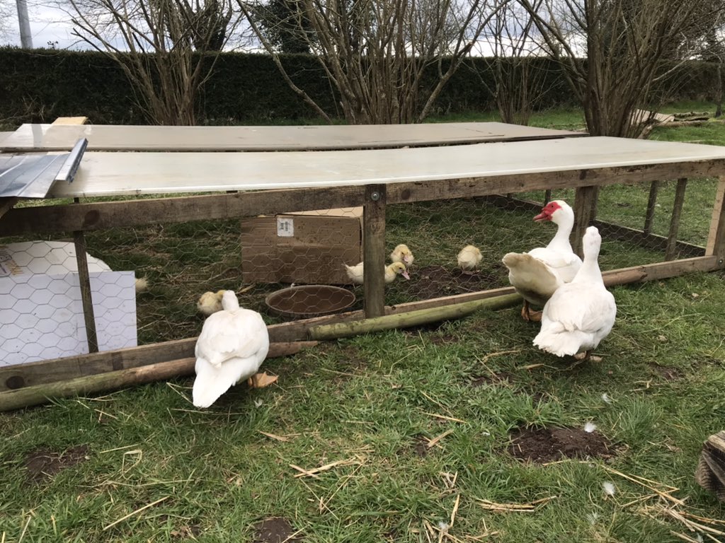 AfriNoonPermaculture tweet media