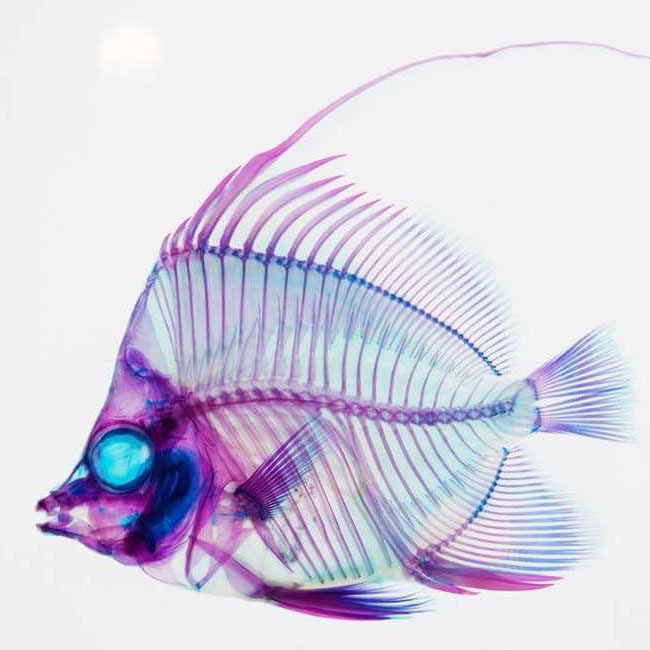 ドジョウのtwitterイラスト検索結果