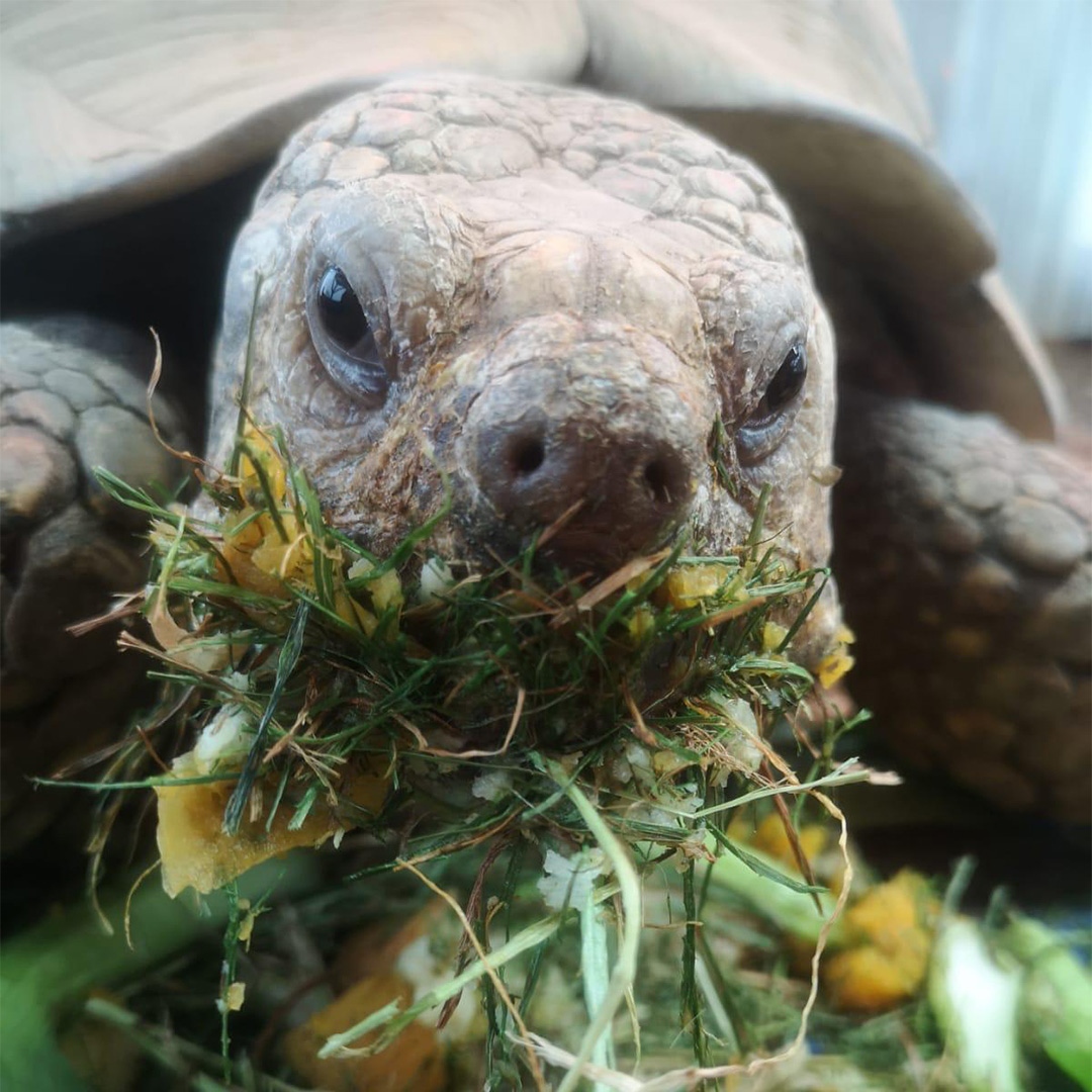 flamingolanduk's tweet photo. Anyone else overindulged this lockdown? Maurice the Sulcata definitely had a mouthful this morning 😂😄
📸 Keeper Sam
#lockdownmeme #funnyanimals #breakfasttime #flamingoland #animallovers #animals_in_world #animalsaddict #zoolife #zoophotography #zooanimals #wildlifephotos https://t.co/gGiytYSpCy