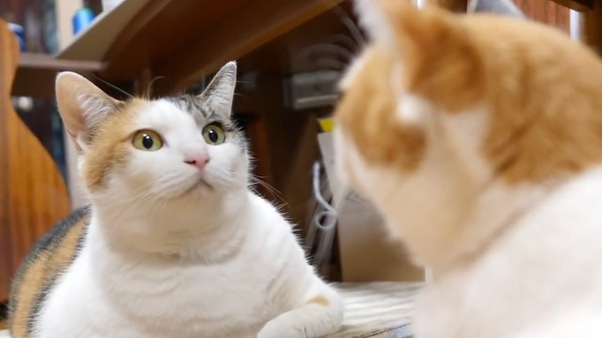 もしも猫が喋ったら 最近もしぬこを知ってくれた方へ 初めて鏡を見た猫の反応はこちらです 動画はこちら T Co J6q7fhw7k6