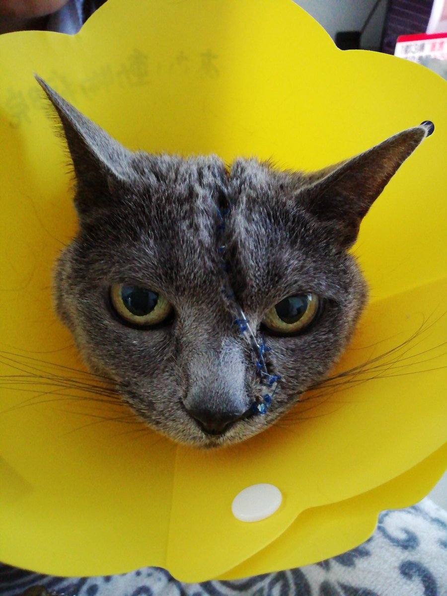 猫癌 hashtag on Twitter