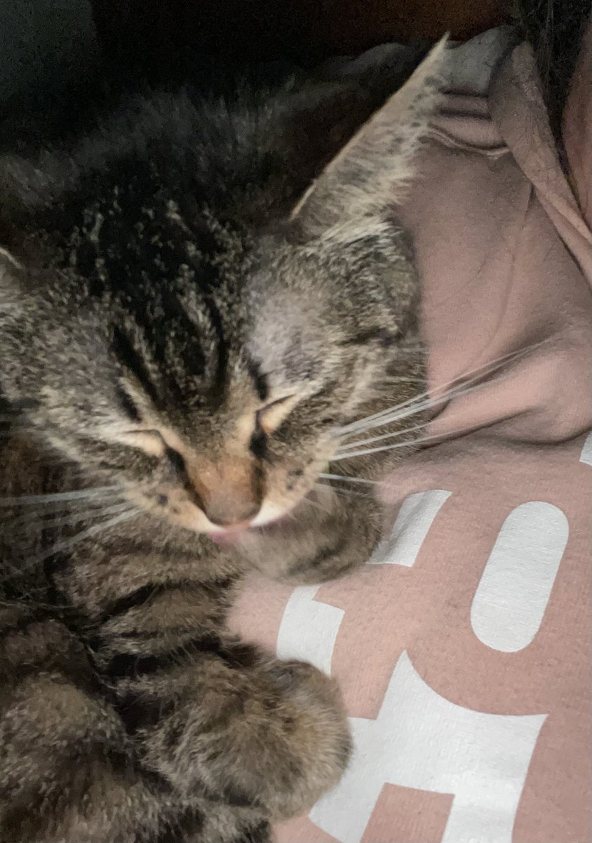 A cat curled up on its human