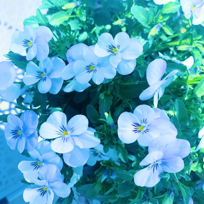 庭に咲いた花 