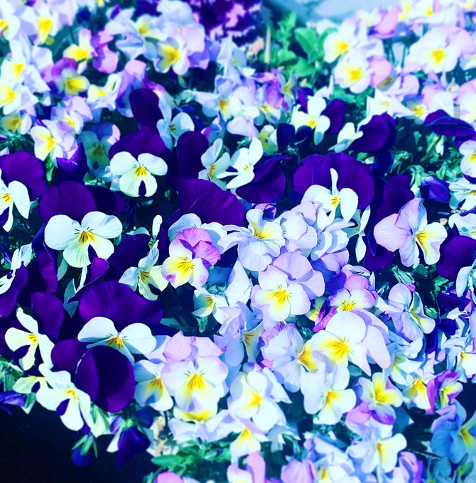 庭に咲いた花 