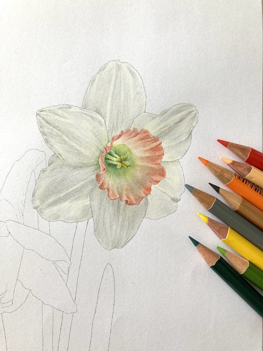 シン スイセン描いてます 24色セットで塗るのって難しい やはり色数は多いに越した事ないですね 色鉛筆 アナログ イラスト 絵描きさんと繋がりたい 塗り絵