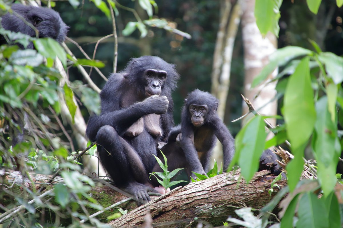 wambabonobos's tweet photo. <New paper from Wamba!>
We witnessed bonobos adopting infants who were born outside of their social group for the first time in the wild apes. Bonobos never cease to amaze us!
https://t.co/JKyfSzwJnG
Release on EurekAlert!: https://t.co/UzJqbZe3L9 https://t.co/VZCU1zIdvB