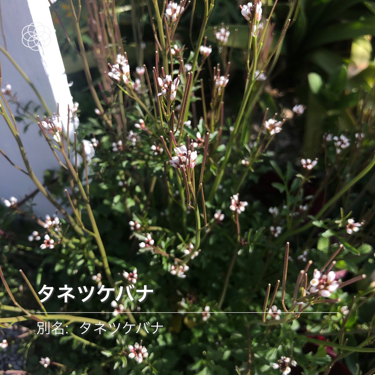 タネツケバナ属