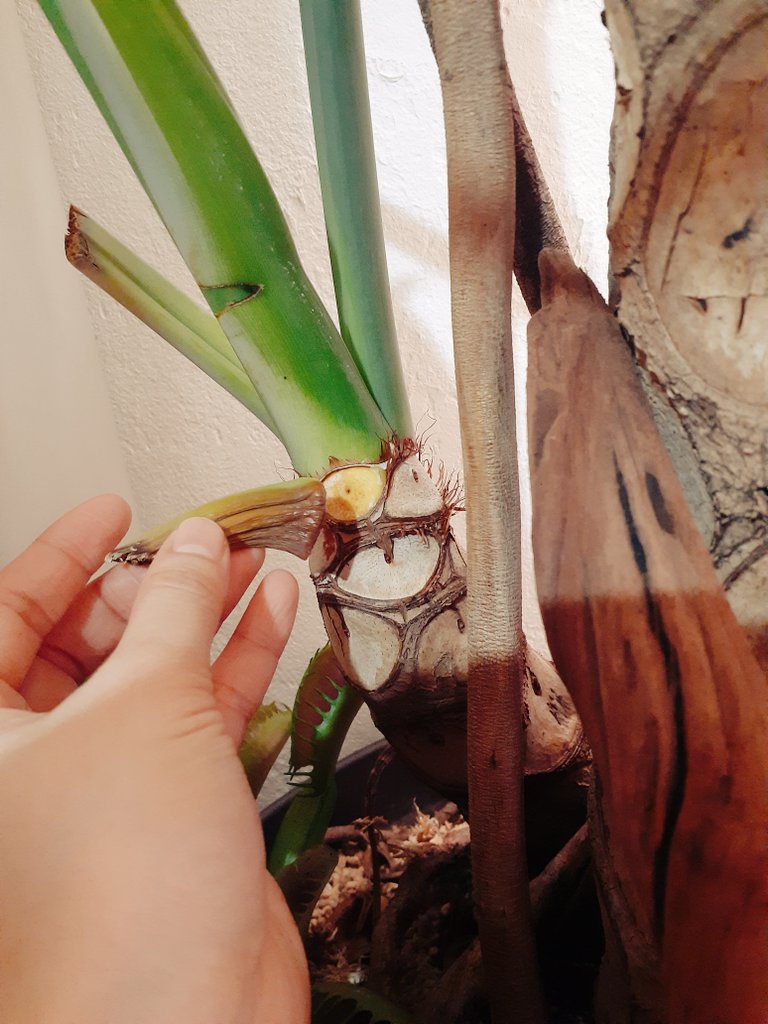 ｾﾗﾋﾟｽﾄしてる人 生花なんだけど すごい造花みたいなｱﾝﾃｨｰｸ色のｶﾞｰﾍﾞﾗに一目惚れ 今週の手作り柔軟剤 はｼﾀﾞｰｳｯﾄﾞにﾗﾍﾞﾝﾀﾞｰとﾎｰﾘｰﾌ ふわふわｻﾎﾞﾃﾝが開花してご満悦 ｾﾛｰﾑも枯れ枝を取って新しい目玉ｺﾝﾆﾁﾜ ｱﾛﾏﾃﾗﾋﾟｰ 植物のある暮らし T Co