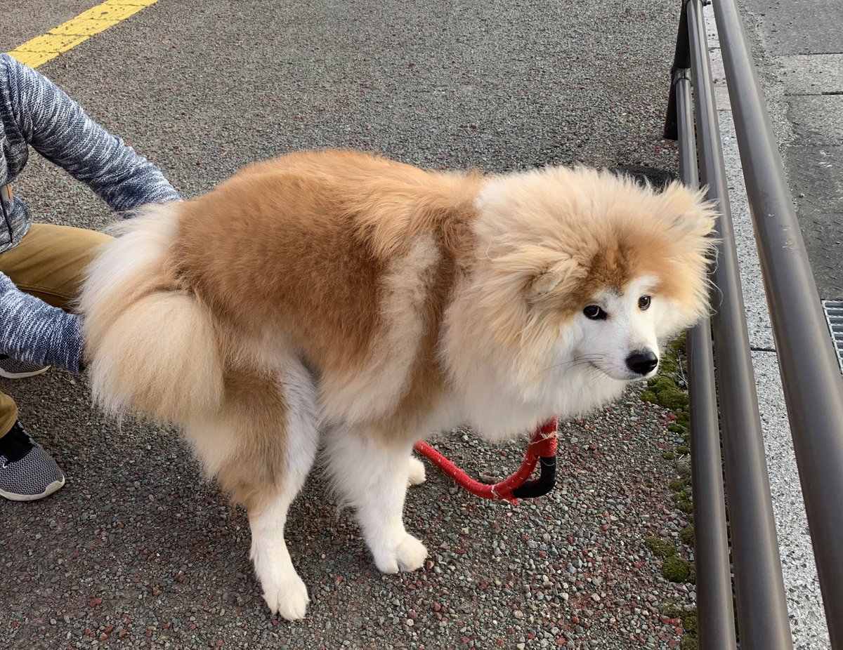 南 秋田犬の愛子 Xuhttwxzfhtlgye Twitter 南 秋田犬の愛子 Xuhttwxzfhtlgye Twitter