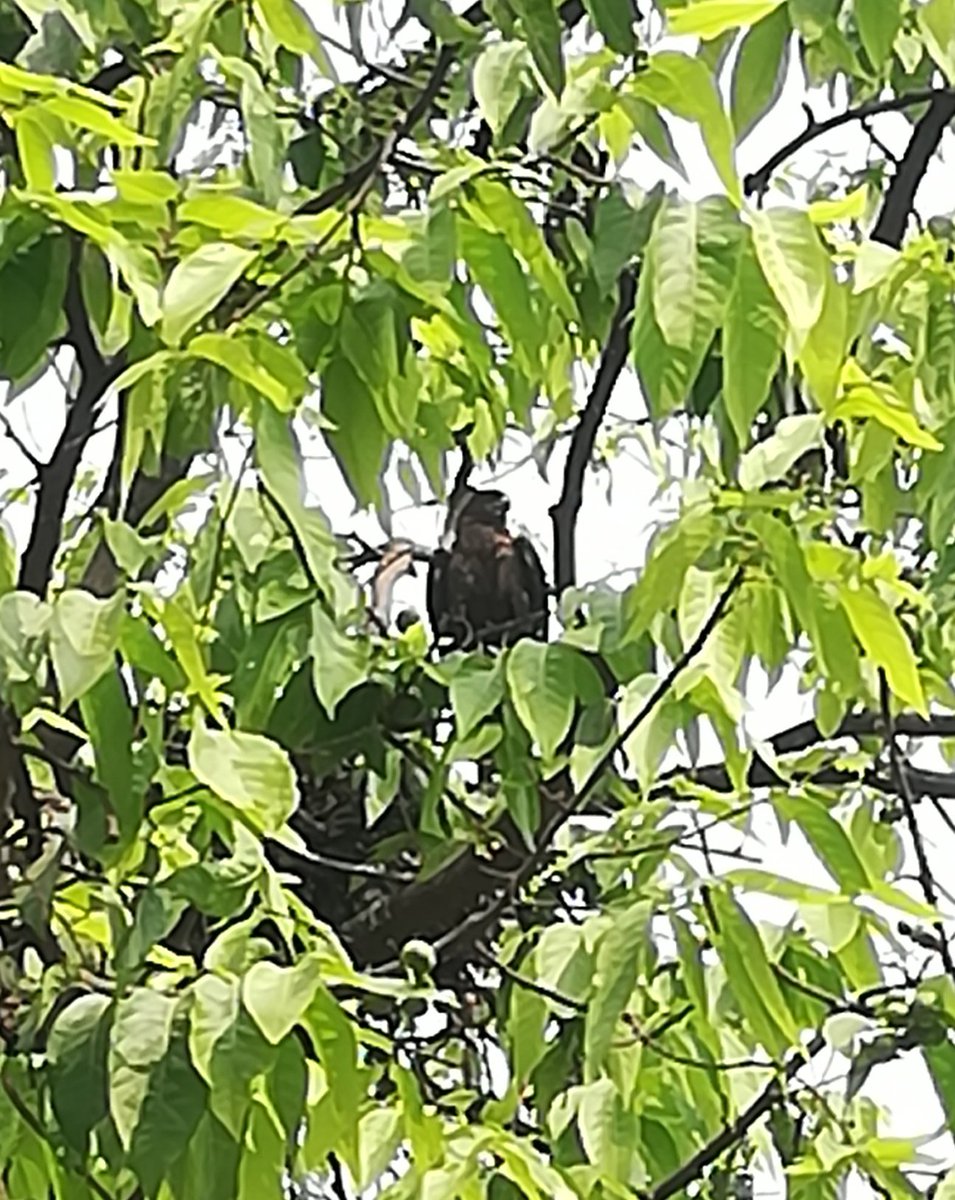 aviarchan's tweet photo. I can fly high.. Keeping eyes on my nest!
#kites #kitenest #mobilephotography #birdphotography #birdsofmumbai #aviclicks #avigraphy https://t.co/BKBem5vGrf
