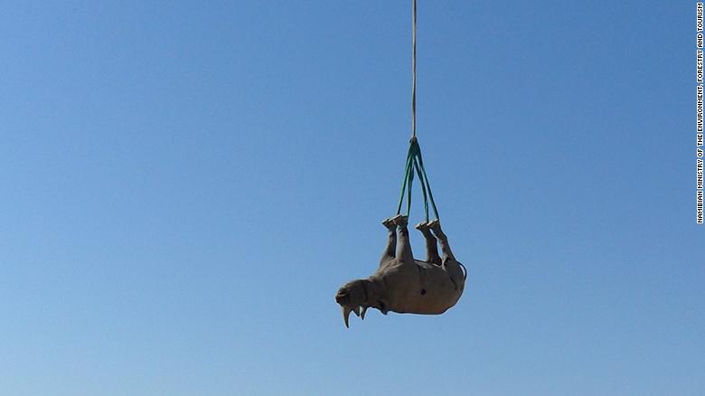CNN's tweet photo. To move critically endangered black rhinos away from poaching hotspots, conservationists sometimes use helicopters to airlift them upside-down.

It's faster, cheaper and easier than other airlifting methods -- but what's it like for the rhinos? https://t.co/UvJI4I7EWI https://t.co/hEXCHfZZWc