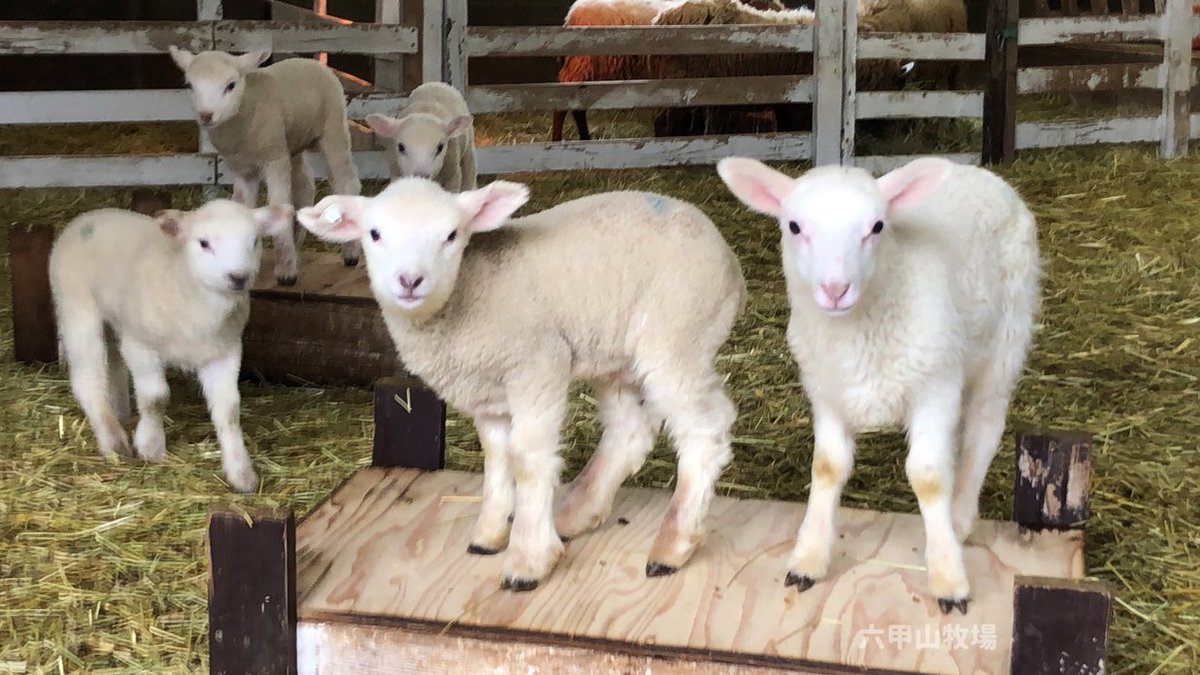 六甲山牧場 公式 V Twitter イベントのおしらせ 六甲山牧場で今年生まれた 子羊のお披露目 が明日3 10 30 行われます お客様の前にはじめて出るかわいい子羊の姿をぜひ見にいらしてください 雨天中止 子羊 六甲山牧場 神戸