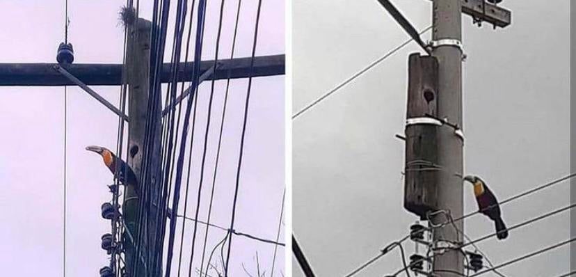 EvanKirstel's tweet image. They replaced the old wooden pole with a new pole, but they kept the house for the toucan. bit.ly/38Uwxlr