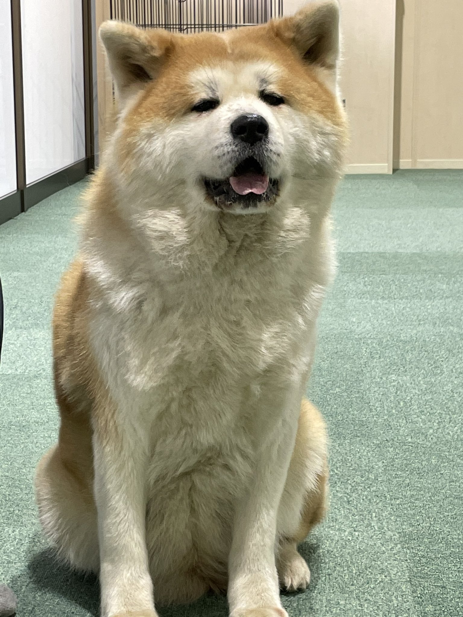 Twitter 上的 秋田犬の里 公式 本日3月19日 金 午後の部 13 15 16 45 は 赤毛の女の子 綺羅 きら ちゃん 9歳 が お出迎え中です 秋田犬の里 きょうの秋田犬 T Co 2ylz0nw8ut Twitter