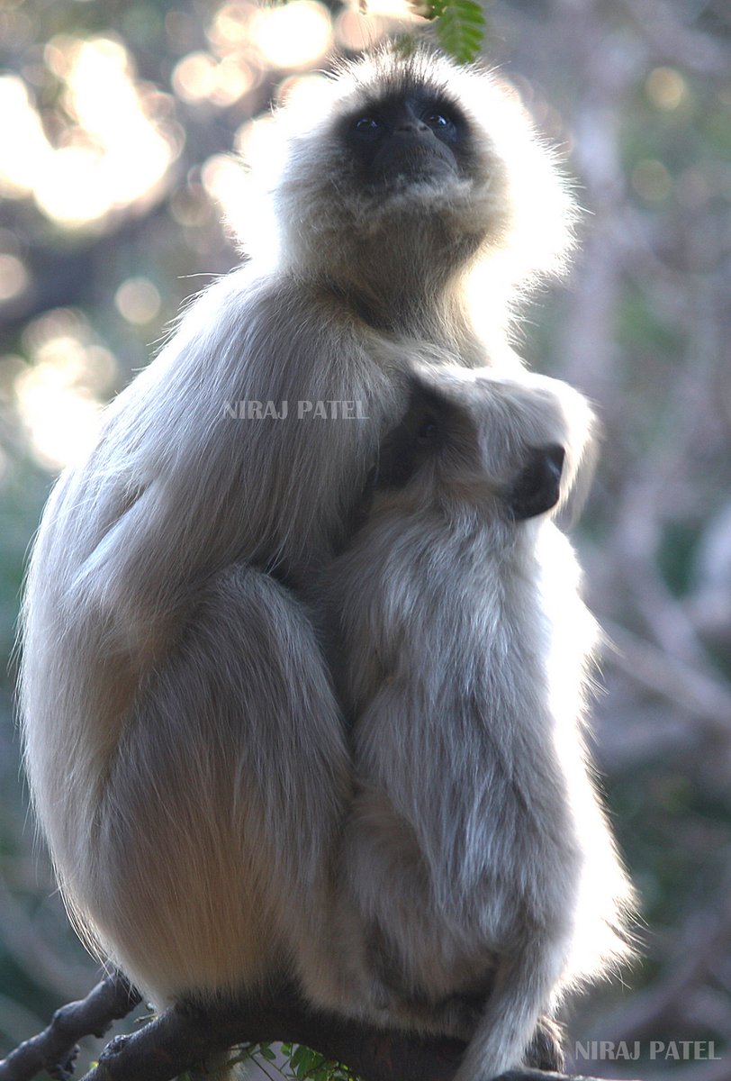 np_photographer's tweet photo. Indian monkey https://t.co/4Al9LvUeP4 Mother care moment #indianmonkey #mothercaremoment #mothercare #indianmonkeybaby #indianmonkeyfacts #blackandwhitemonkeyphoto https://t.co/frDjHjPTKY