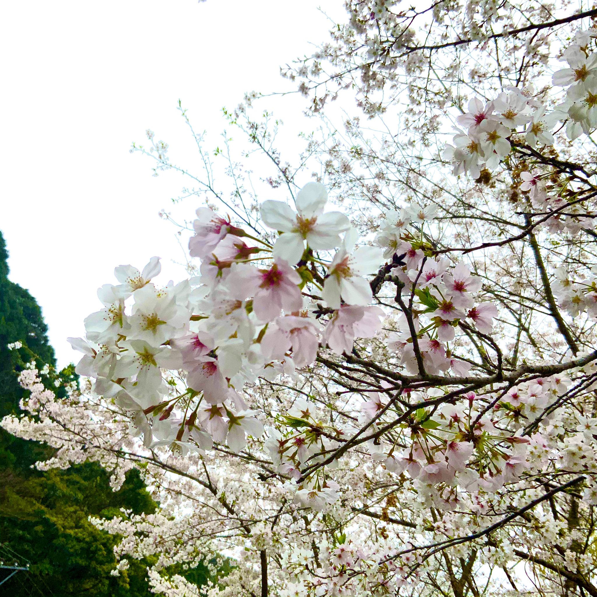 道の駅黒之瀬戸だんだん市場 長島町はお花が満開です 花フェスタイベントは今年中止になりましたが いつもの会場の所でお花はいっぱい咲いてます 是非見に来てください そして当店にも是非お立ち寄りください 長島町 花フェスタ