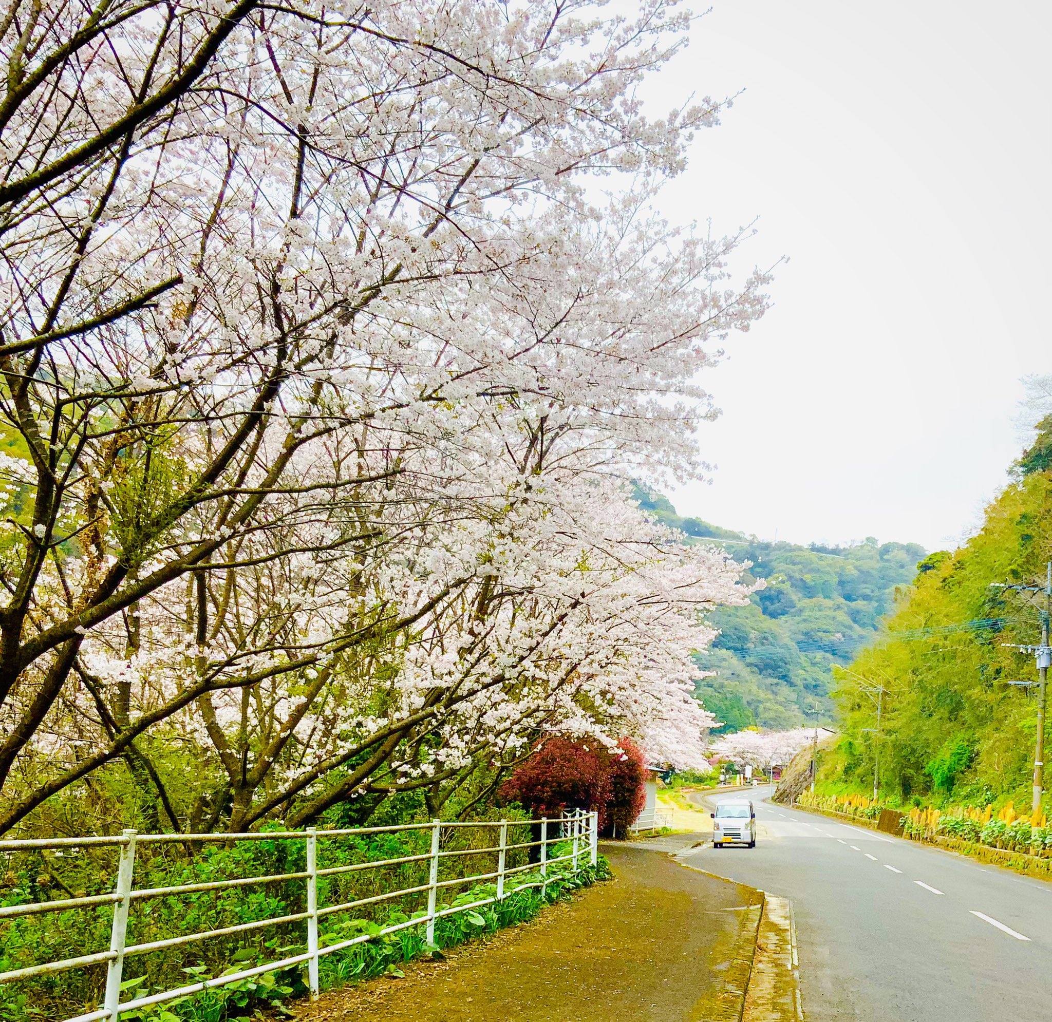 道の駅黒之瀬戸だんだん市場 長島町はお花が満開です 花フェスタイベントは今年中止になりましたが いつもの会場の所でお花はいっぱい咲いてます 是非見に来てください そして当店にも是非お立ち寄りください 長島町 花フェスタ