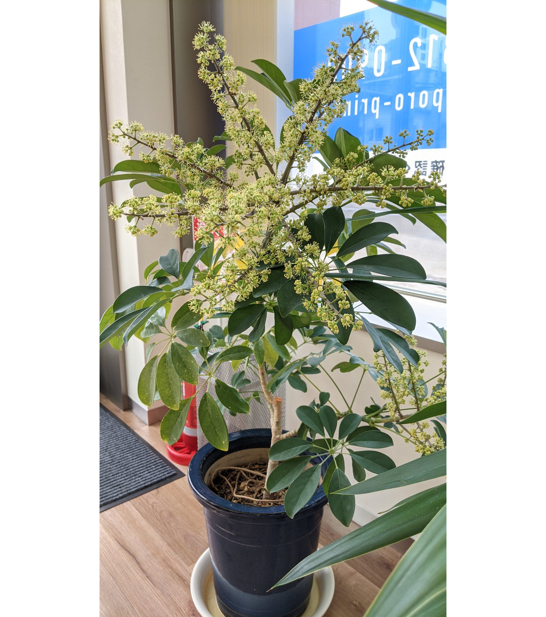 プリントハウス 白石店の入口にある観葉植物のシェフレラ カポック が花を咲かせました 株の状態がいいものでも年かかるそうで 珍しいみたいです 風水的には玄関に置くと幸運を呼び込むとのこと いいことあるといいな