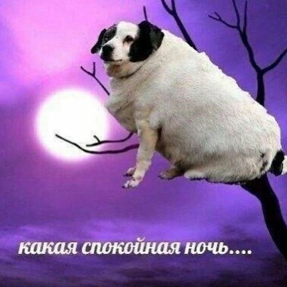 artlebedevv's tweet photo. Я жива https://t.co/L7kLMiX78c