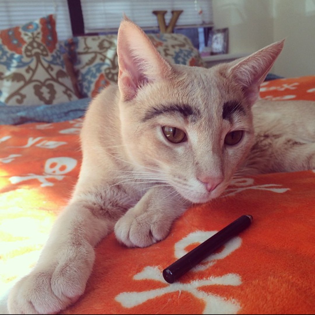lee_jamboree's tweet photo. Remeber that one time I gave my stpid cat, Mercucio, eye brows? Cause he sure does. https://t.co/jiNsw9VDXJ