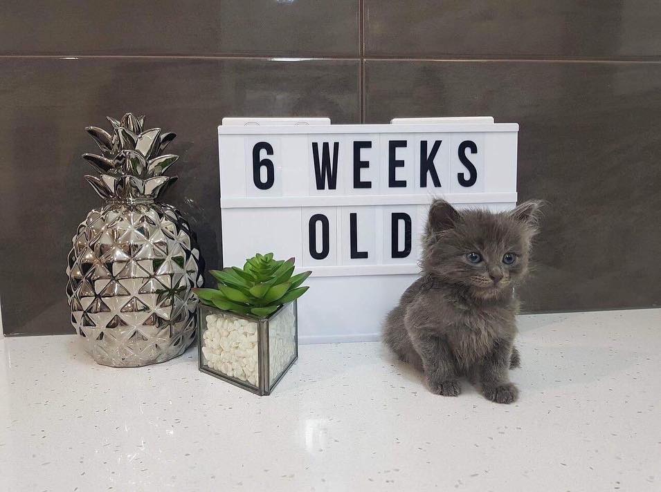 cats with powerful impression 🐾 tweet media