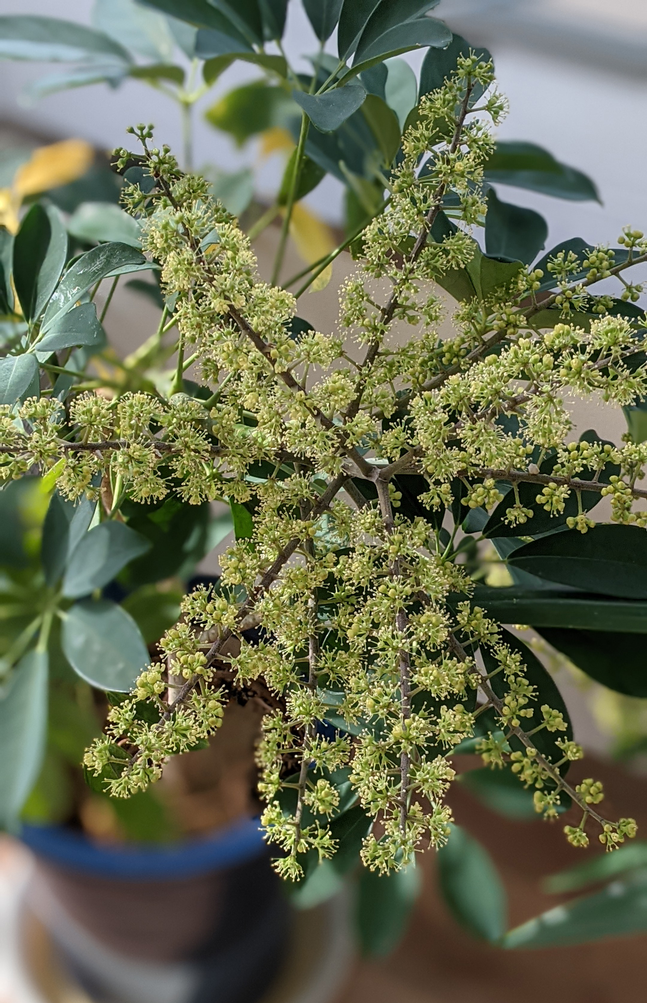 プリントハウス 白石店の入口にある観葉植物のシェフレラ カポック が花 を咲かせました 株の状態がいいものでも年かかるそうで珍しいみたいです 風水的には玄関に置くと幸運を呼び込むとのこと いいことあるといいな ちなみに 花言葉は とても
