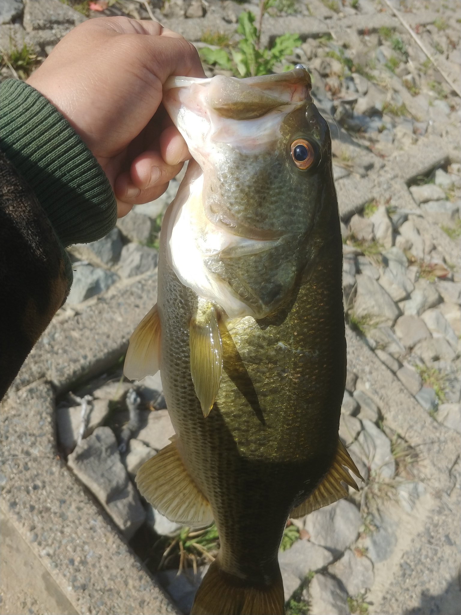 Captain E En Twitter 昨日の魚 自分の拳が8cm 10cmやから多分魚は38 40cm くらいやけど撮り方で全然小さく見えるよね 逆に撮り方次第では ノンキーもキッカーに見えたりするという事やと思う T Co 7lvdhr7kta Twitter