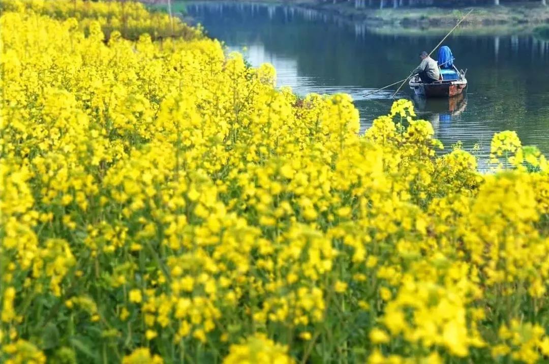 Kunshan_China's tweet photo. The rape flower sea glows under the sunshine, sending the message of spring. Have fun with your best buddies here in #Kunshan. #KunshanInSpring https://t.co/ePmCgeqQPJ
