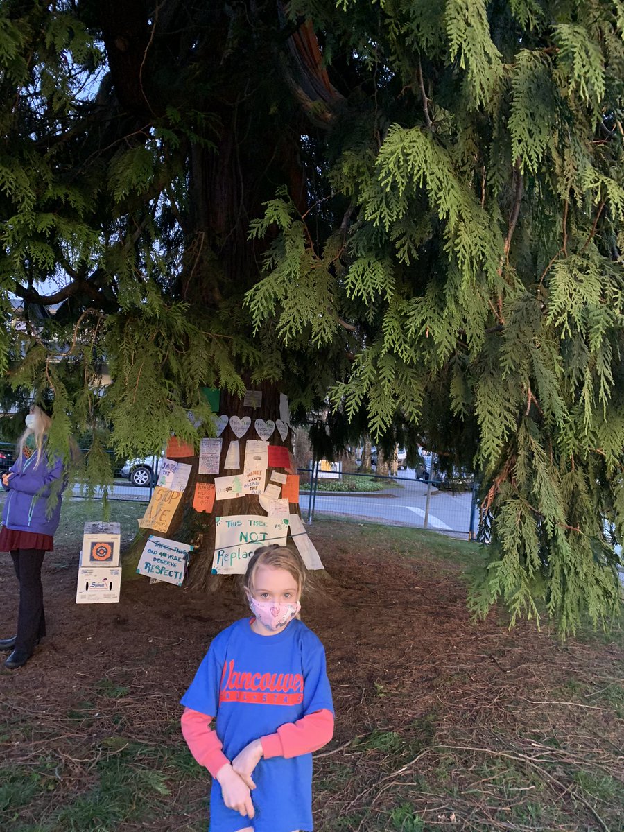 Nicole_Frieda's tweet image. Please help save this healthy, vibrant community tree set to be taken down this week. #DarwinConstruction #DavidWebbe #OliverWebbe #Lonsdale #East21st #NorthVancouver