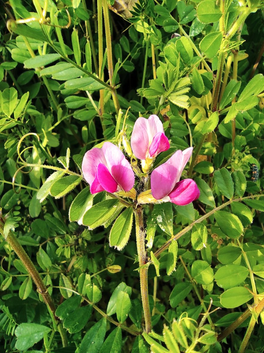 Tom 春の花 プルーン カラスノエンドウ スモモ キイチゴ