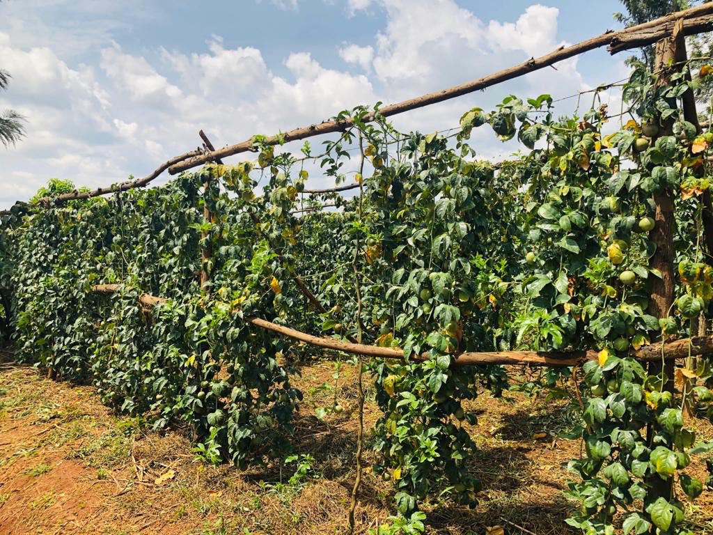 afrifarmersm's tweet photo. Fresh off the farm passion fruits available for you to pick up or delivered to your doorstep🌱

#afrifarmersmarket #RwOT https://t.co/DyIVcQ66Le