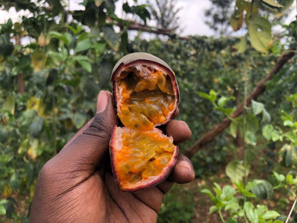 afrifarmersm's tweet photo. Fresh off the farm passion fruits available for you to pick up or delivered to your doorstep🌱

#afrifarmersmarket #RwOT https://t.co/DyIVcQ66Le