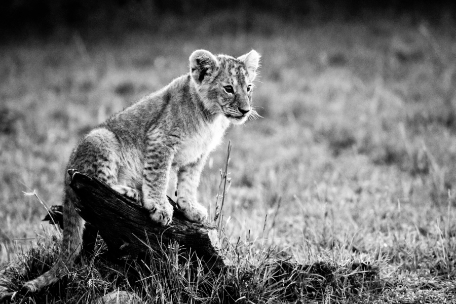 RallykenyaK's tweet photo. #DoyouknowSafari

#MagicalKenya's Friday unique treat. The closest to nature you'll get while watching #SafariRally. @kenyapics @GloballyKenyan  @zurishapai  @BonfireSafaris @kenyadirect @Adventure360Af @Tembea_Kenya @KenyaTPA   #tembeakenya #kenyakwetu #kenya #travel https://t.co/6yYoQ2gtBK