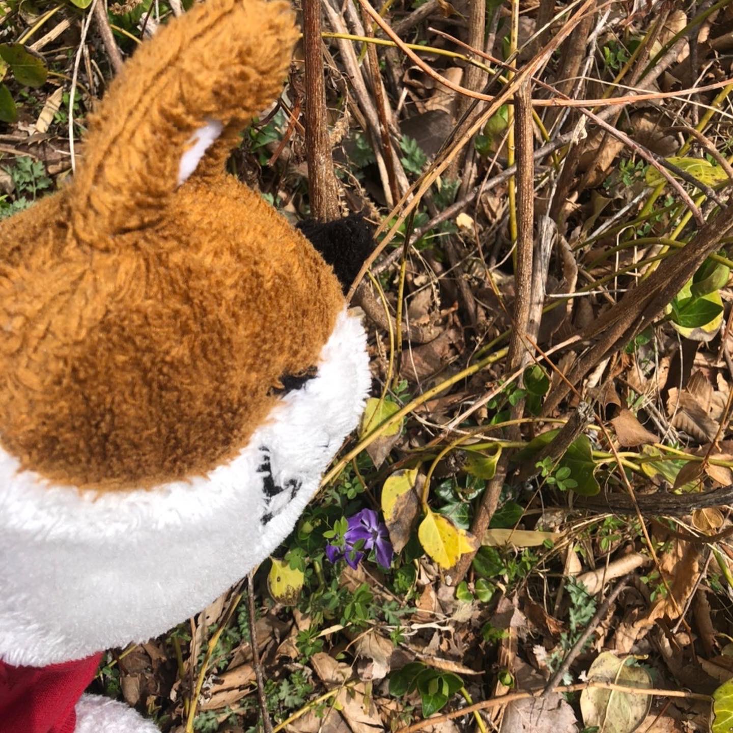 青峰堂 せいほうどう 公式 猫と茶道具 沈丁花かな にゃんた にゃん太添い寝ぬいぐるみ 添い寝ぬいぐるみにゃんた ぬいぐるみじゃありません家族です ぬいぐるみじゃありません社員です 青峰堂 T Co Tevsvytjor Twitter