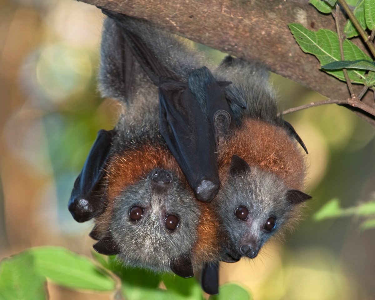 Great news for Grey-headed Flying-foxes! A Recovery Plan has finally been adopted after 15 years in the works, which means that specific measures have been agreed to stop the population decline and support the recovery of this threatened species. environment.gov.au/biodiversity/t…