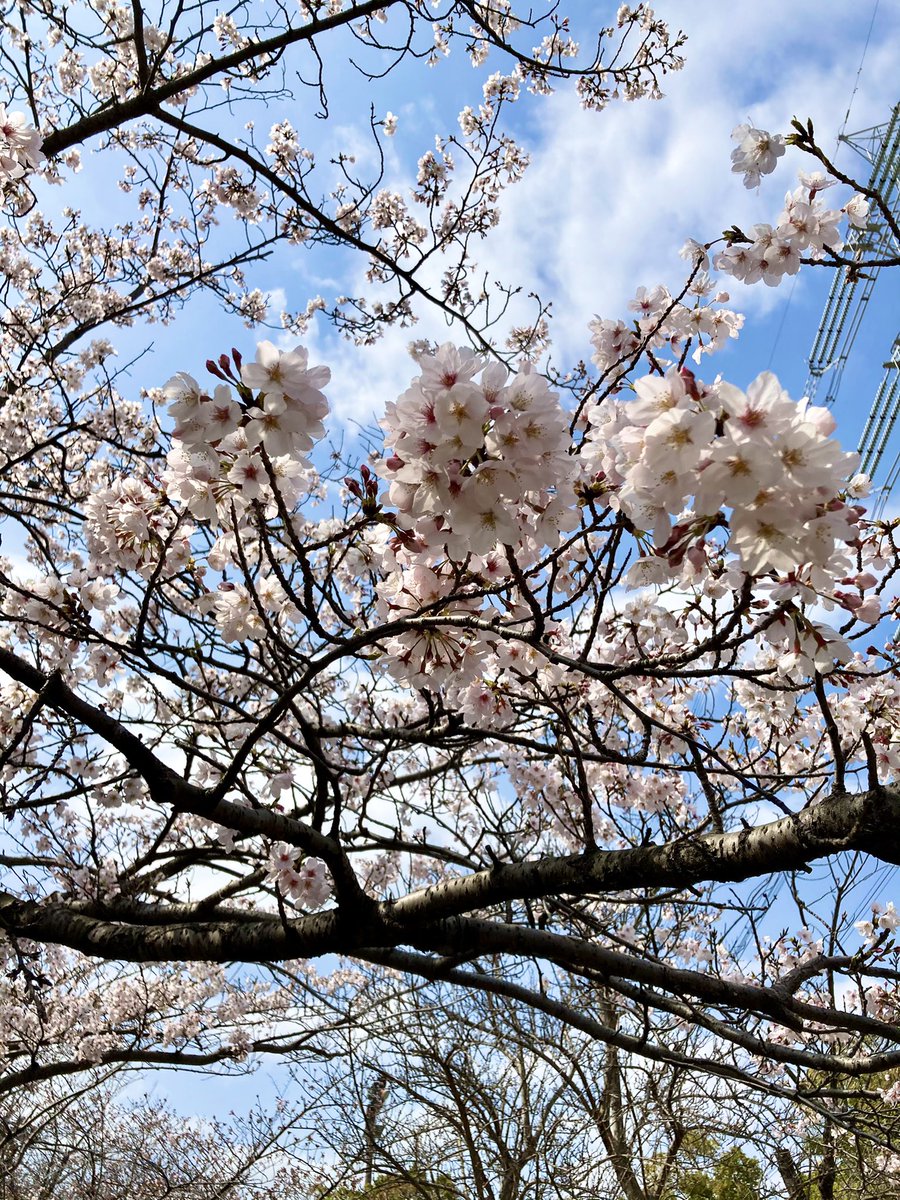 花の名前教えて 花の名前教えて